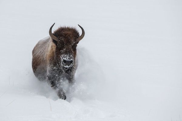 Hopkins, Cindy Miller 아티스트의 USA-Wyoming-Yellowstone National Park Lone bull bison running in deep snow작품입니다.